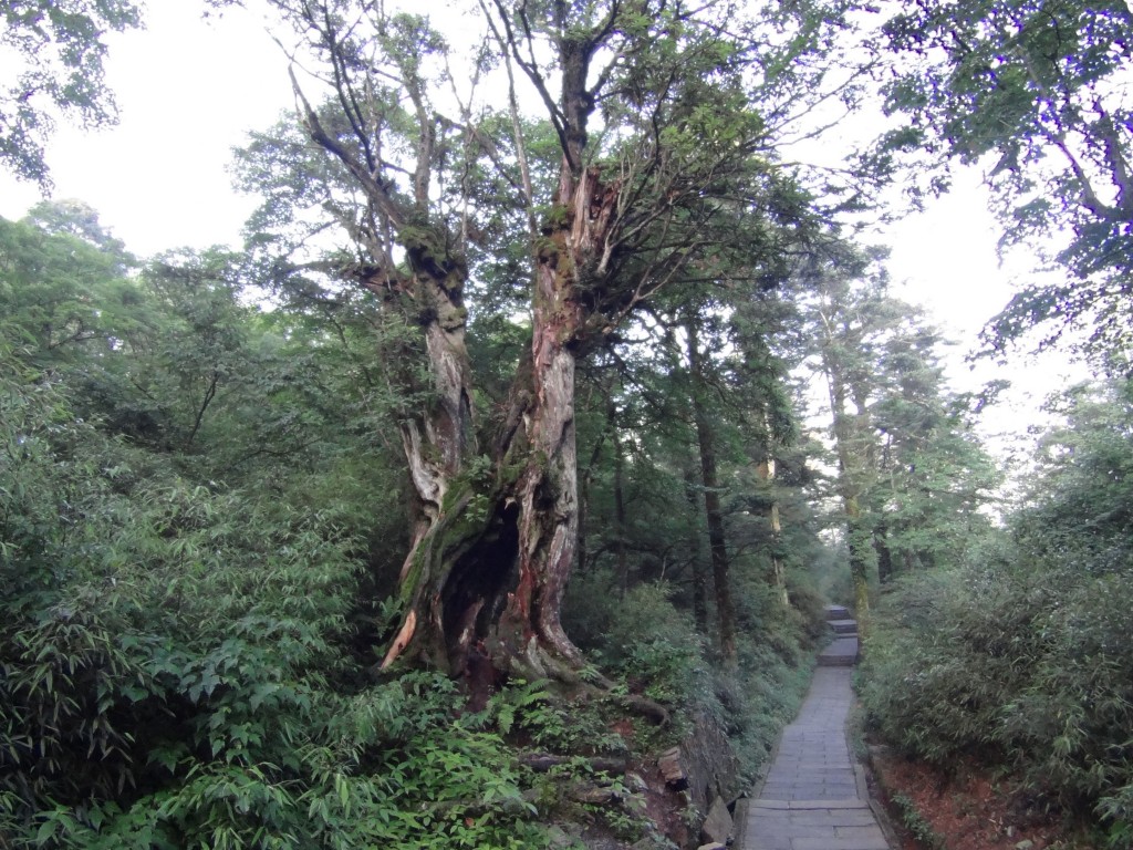 Arbre mont Emei