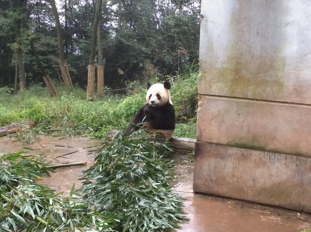 Panda Bifengxia