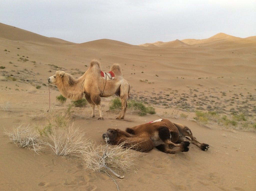 Chameaux désert Gobi