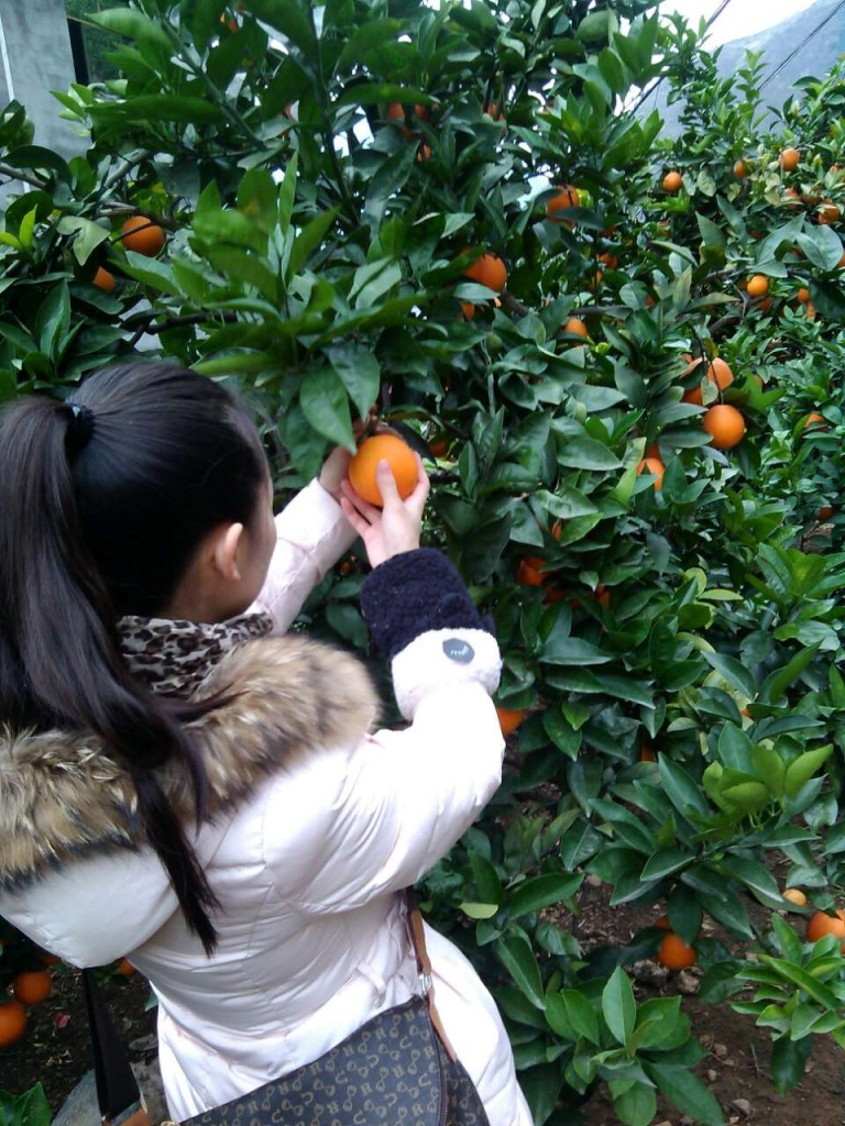 Cueillette d'oranges en Chine