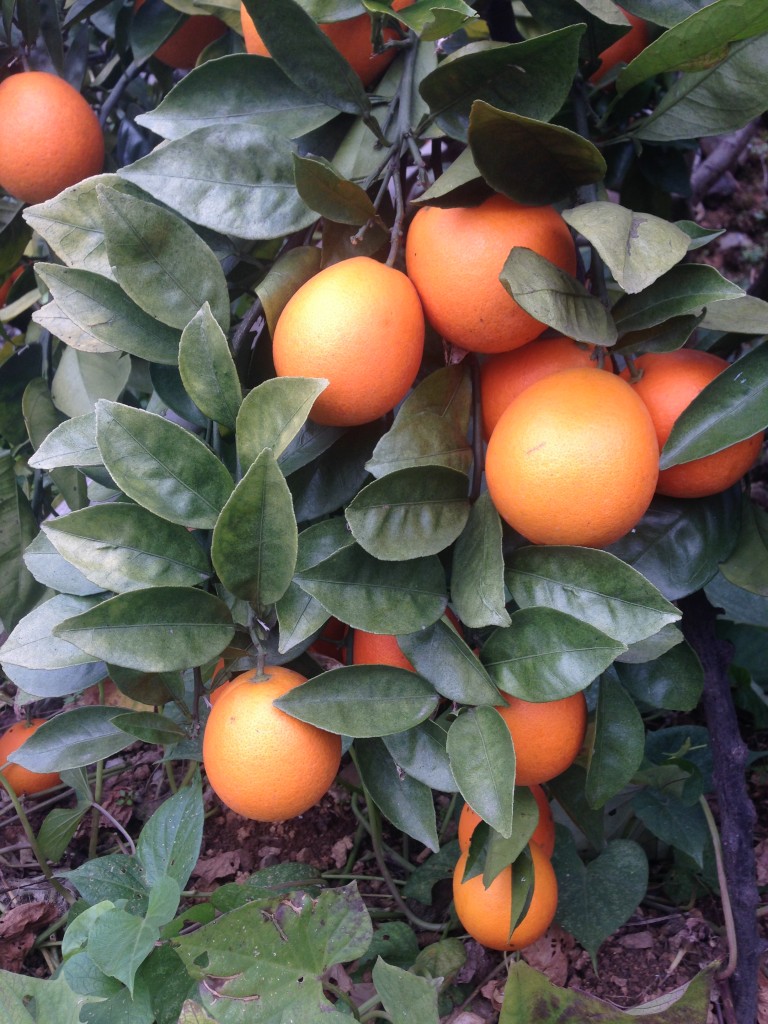 Oranges Leibo