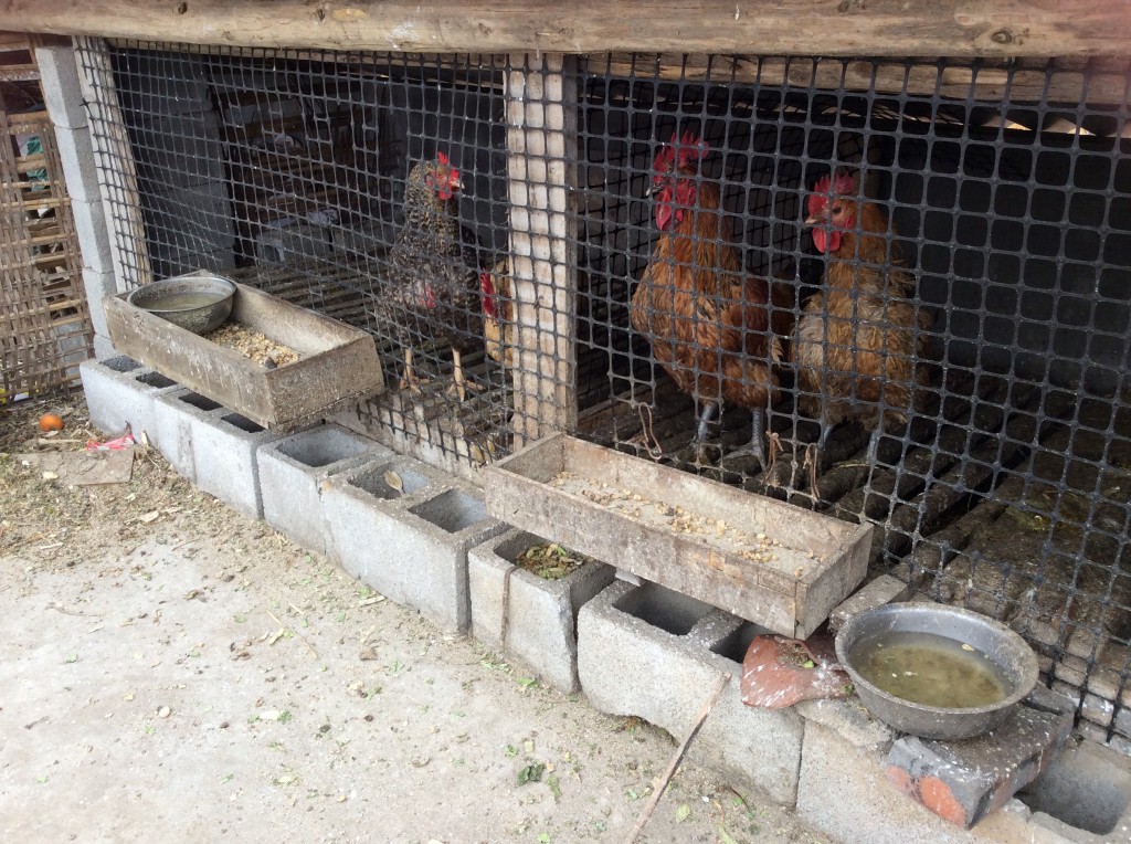 Poules toit campagne chinoise