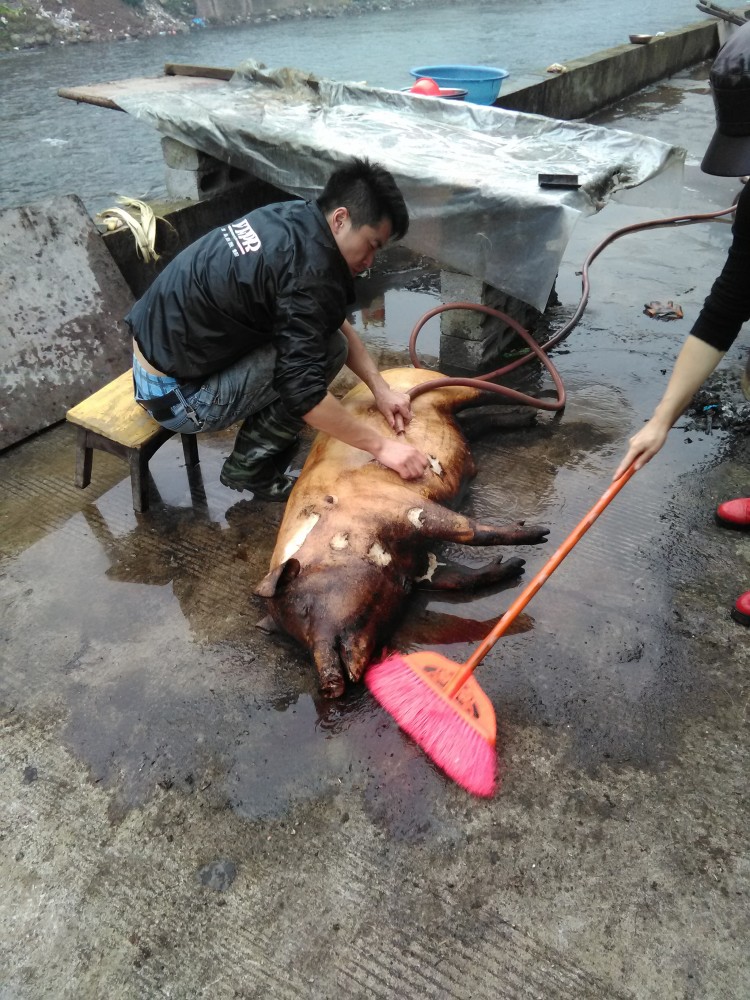 Tuer le cochon à Xining